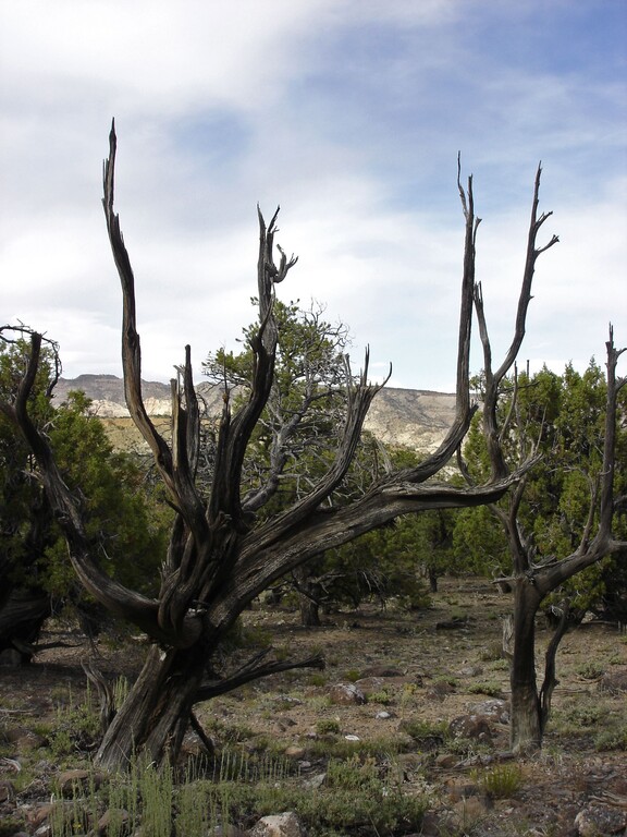 Escalante Petrified Forest