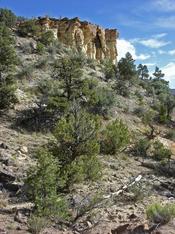 Escalante Petrified Forest
