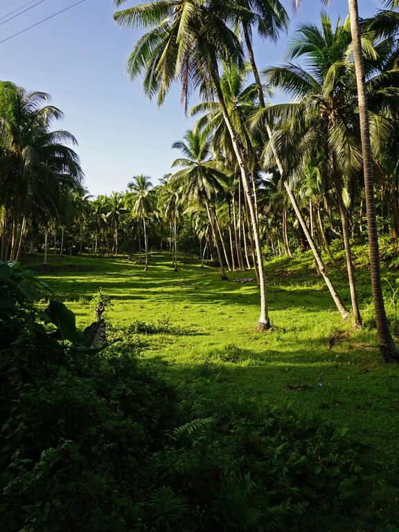 Fahrt Richtung Tarsier