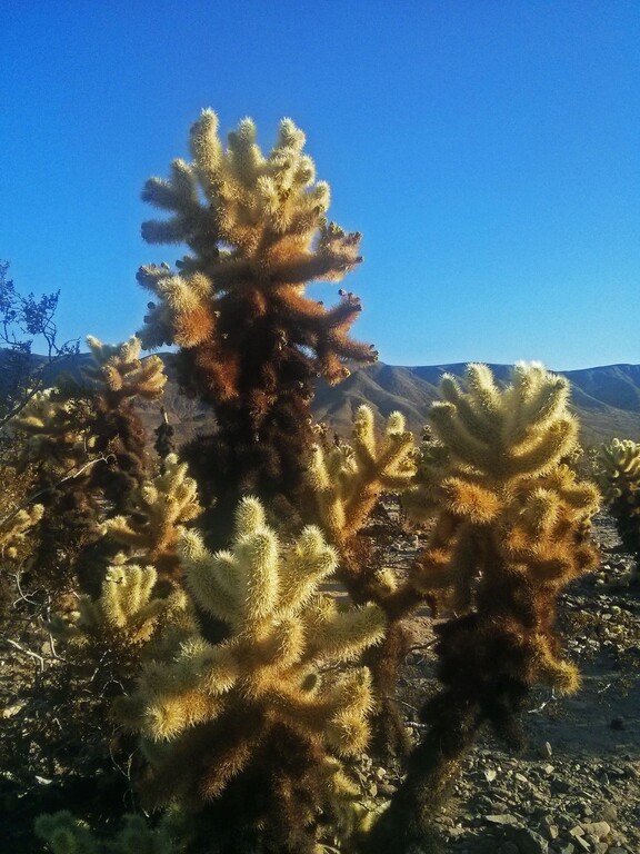 © ziegler.world Joshua Tree_Cholla Catus Garden