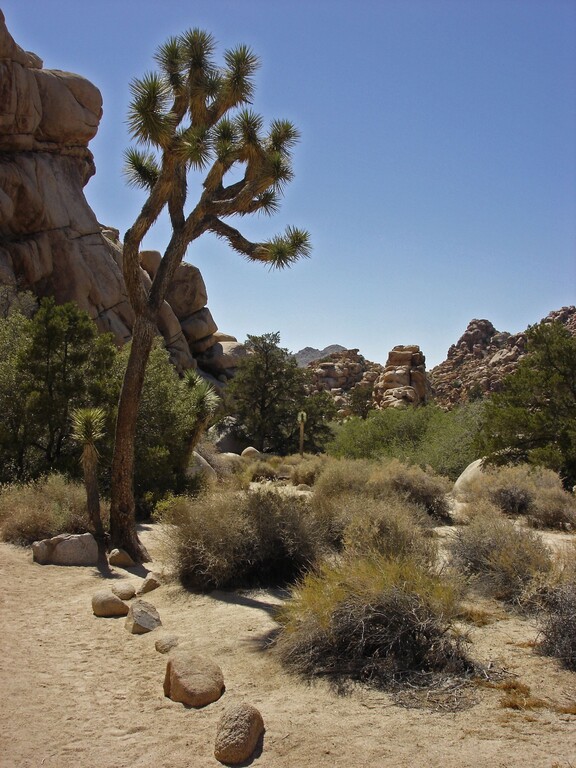 Joshua Tree_Hidden Valley