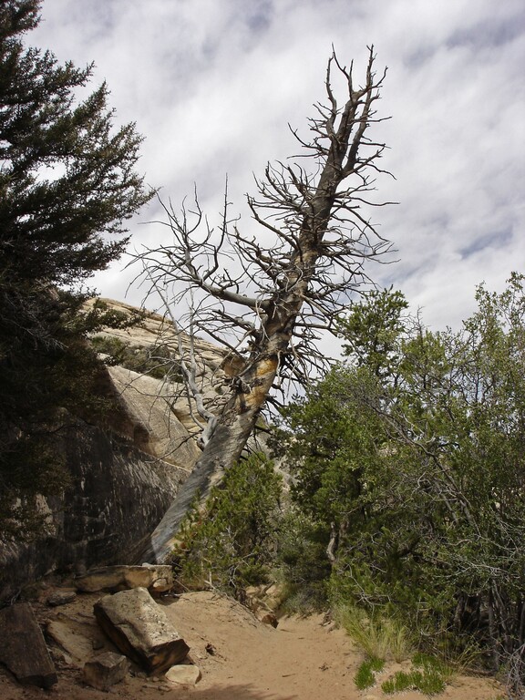 Natural Bridges_Sipapu