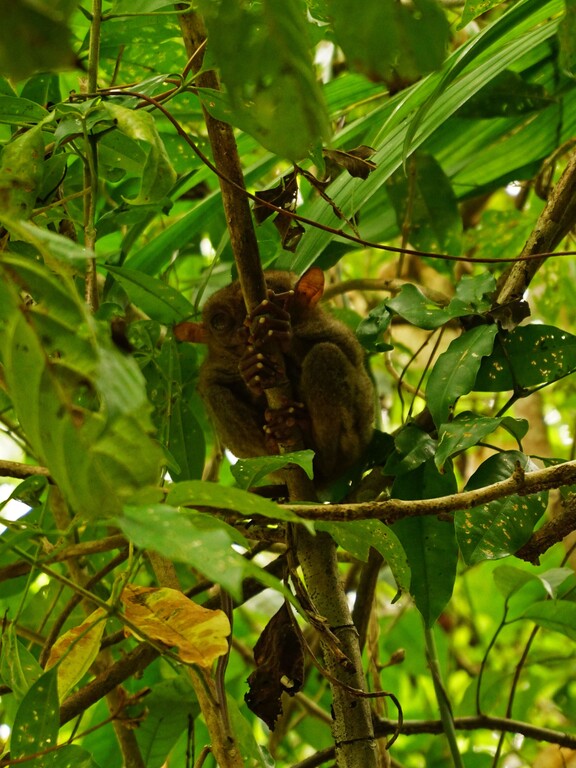 Tarsier