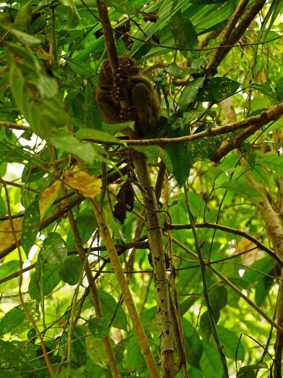 Tarsier