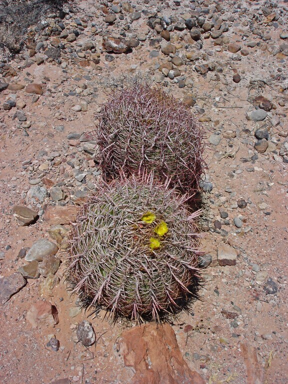 Valley of Fire_Fire Wave