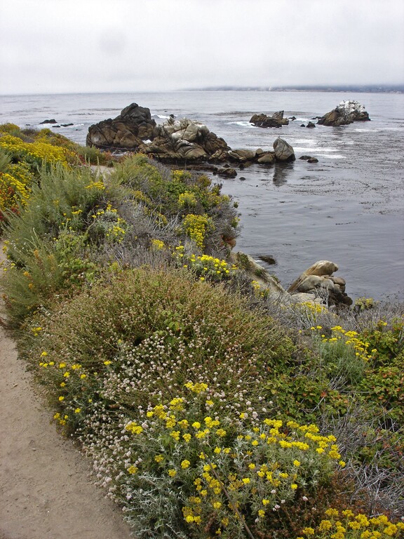 Point Lobos State Reserve