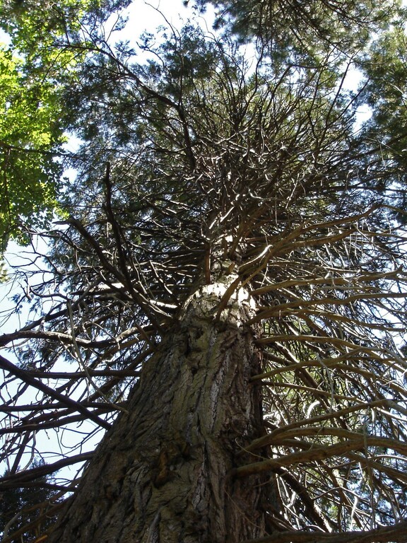© ziegler.world Lower Yosemite Fall