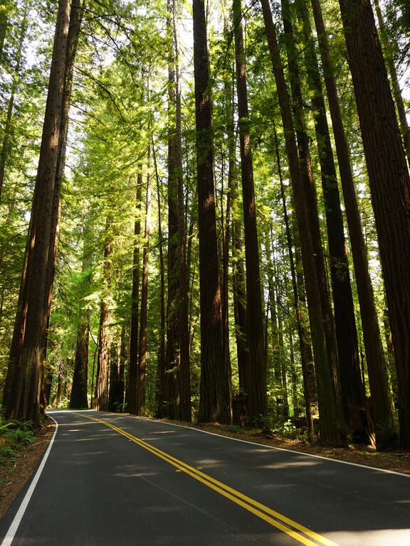 Avenue of the Giants