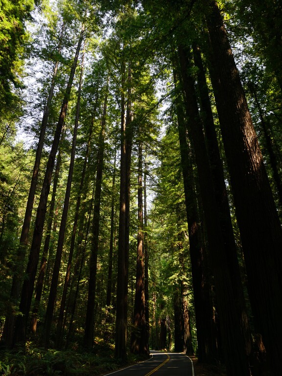 Avenue of the Giants