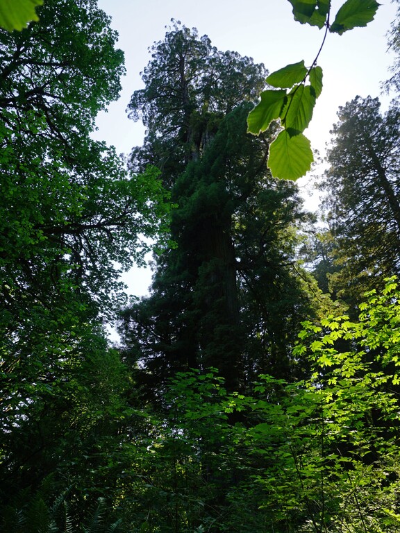 Big Tree Loop_Big Tree