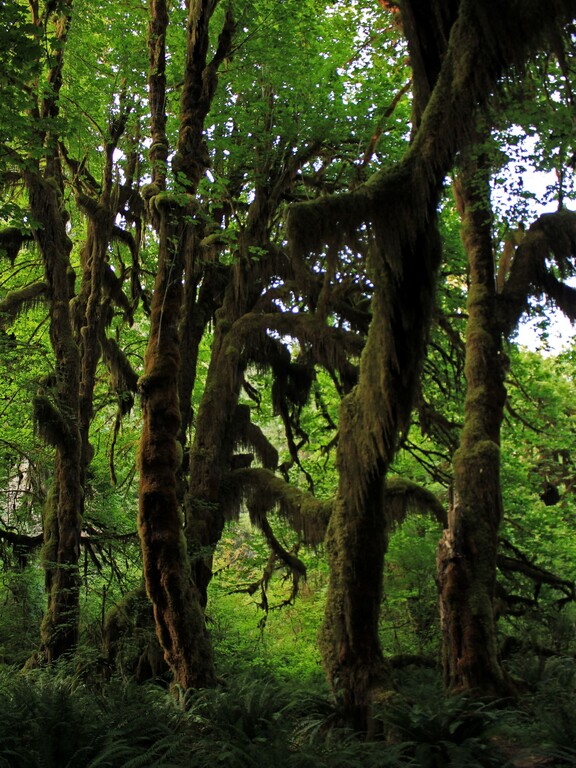 Hoh Rainforest
