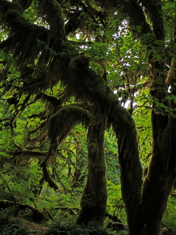 Hoh Rainforest