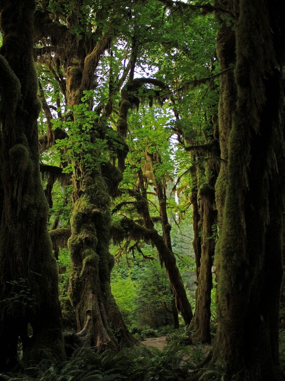 Hoh Rainforest