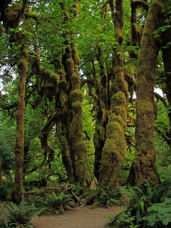 Hoh Rainforest
