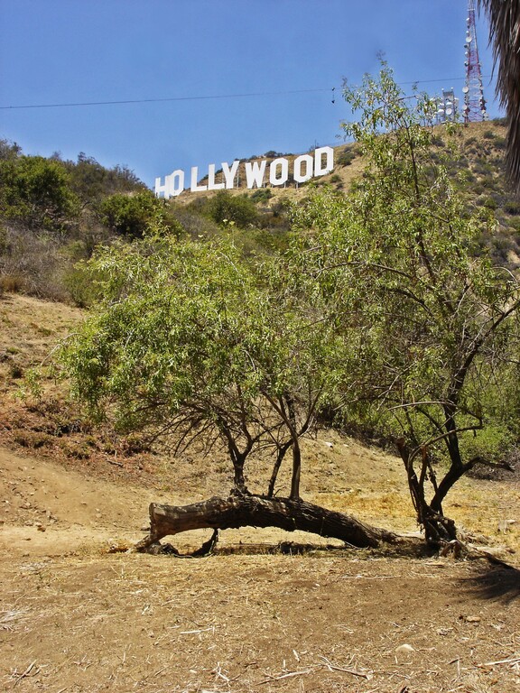 Hollywood Hills