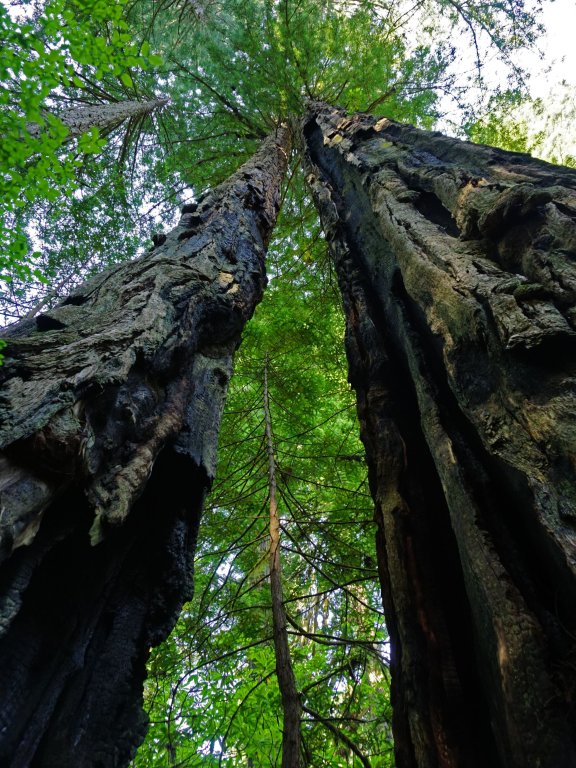 Lady Bird Johnson Grove