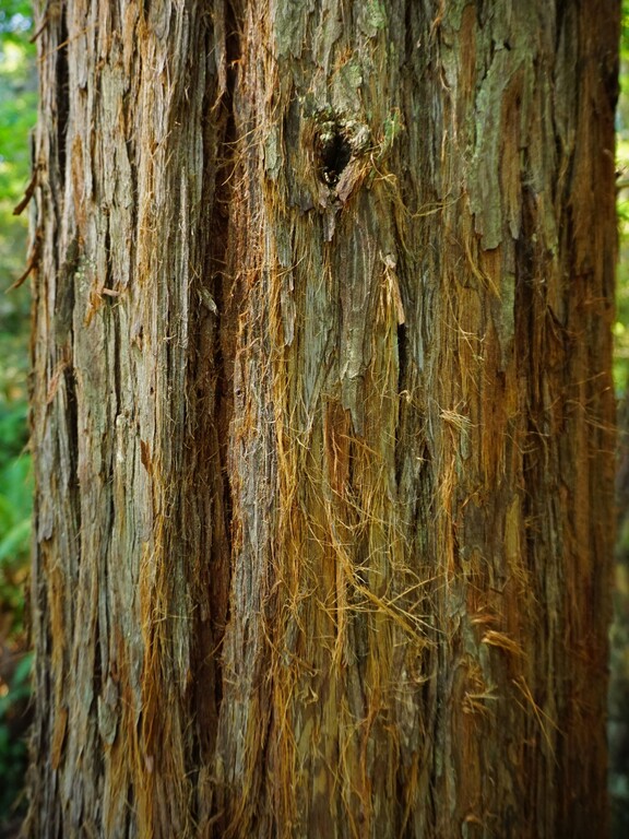 Lady Bird Johnson Grove