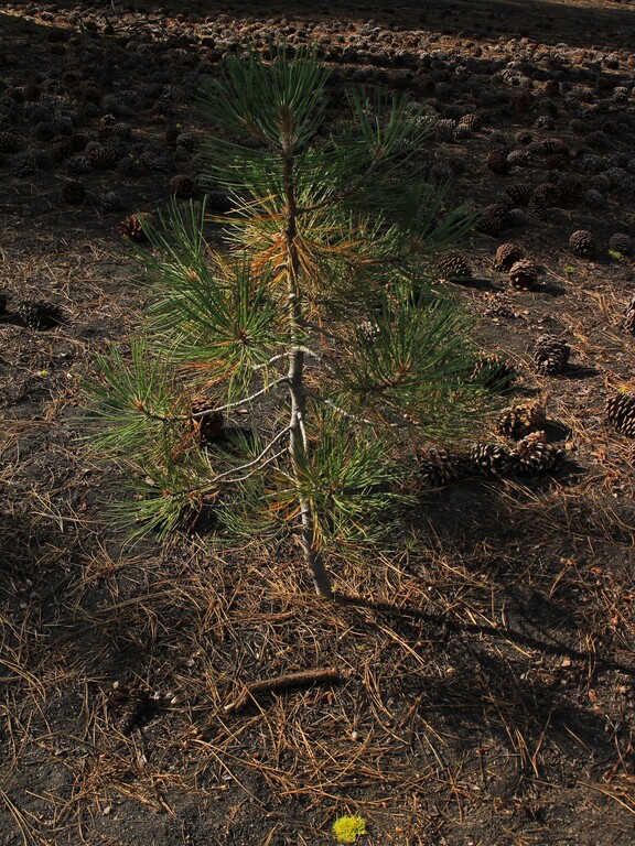 Lassen Volcanic_Cinder Cone
