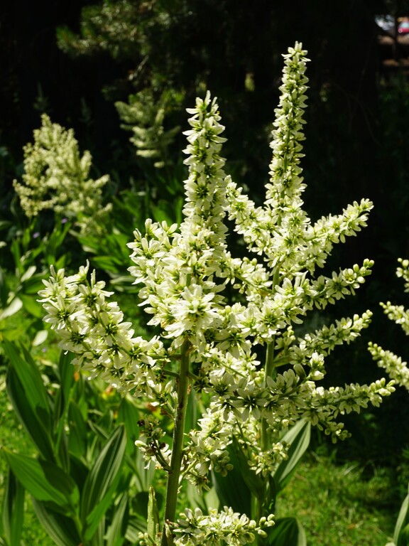 Lassen Volcanic_Cold Boiling Lake