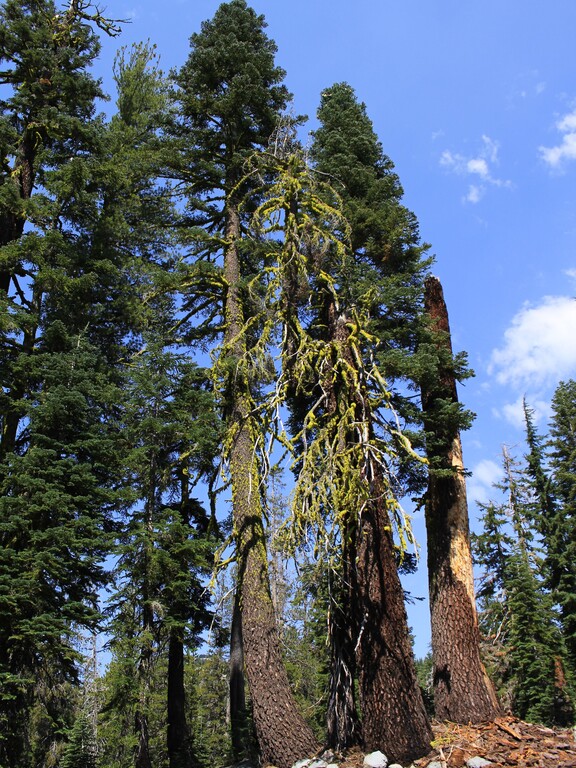 Lassen Volcanic_Cold Boiling Lake