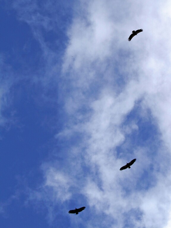 Picos de Europa_Vögel