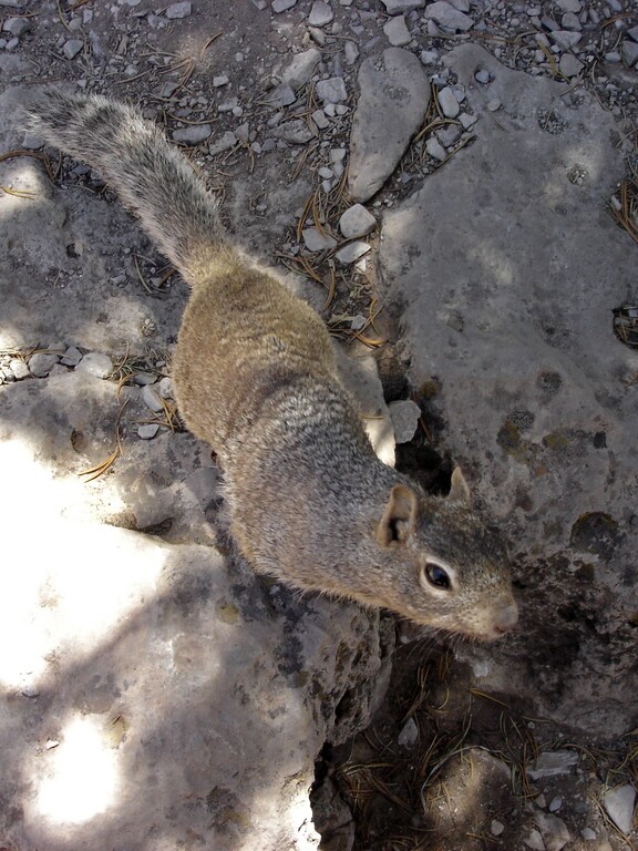 Grand Canyon_Yaki Point