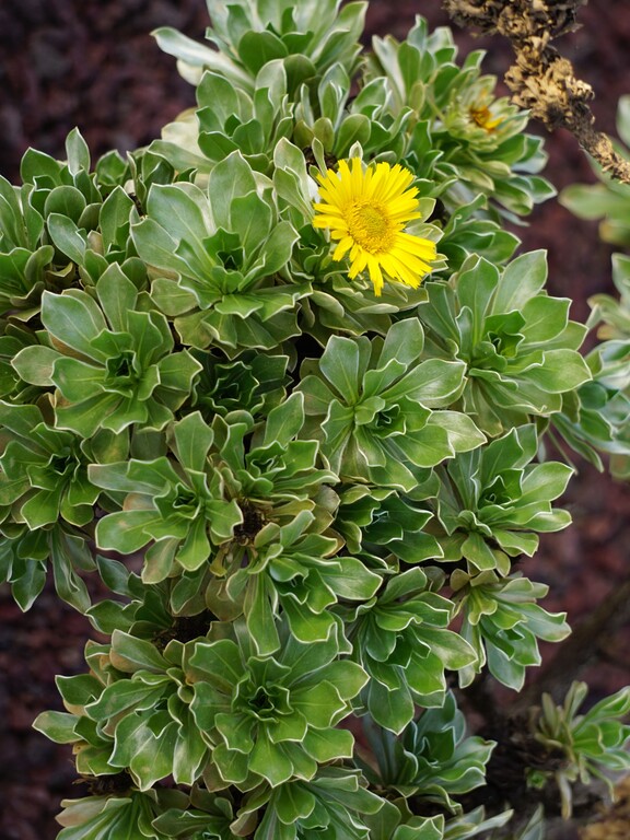 Mirador de Morro Velosa